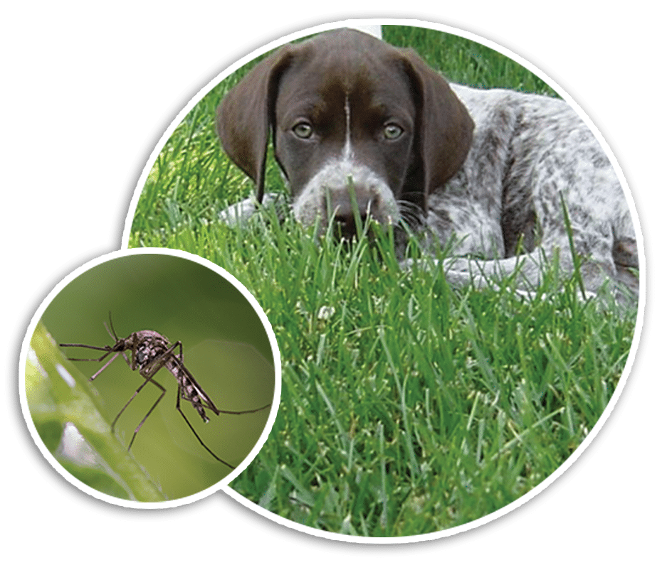 dog_insect_2